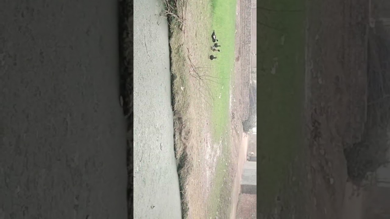 #ducks#morgabi#andgaon#visit