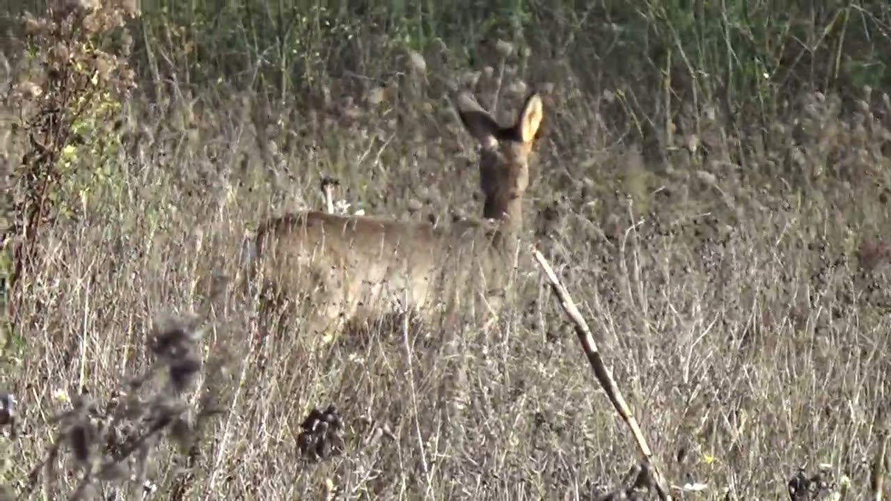 La biche est fille de Dieu