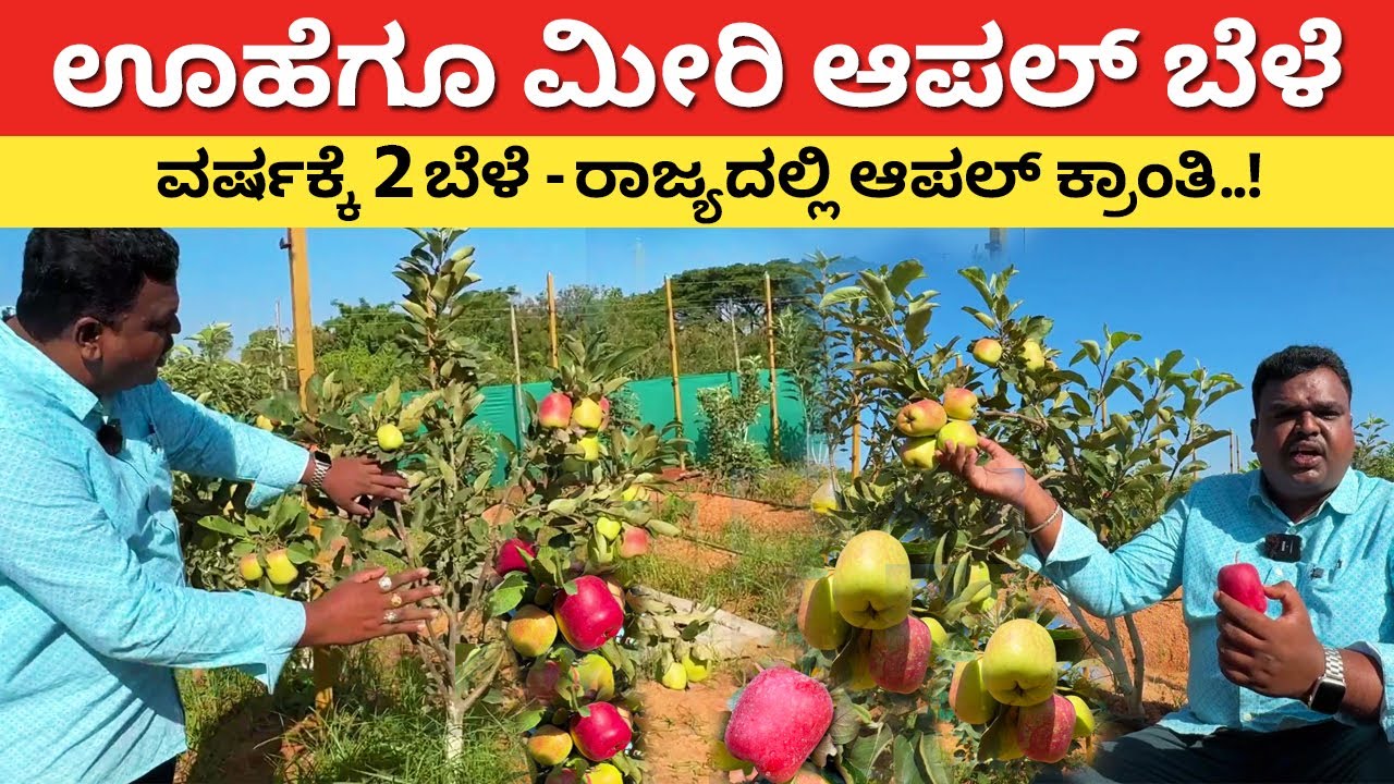 ಊಹೆಗೂ ಮೀರಿ ಆಪಲ್ ಬಂದಿದೆ | Best Apple Farming in Karnataka | New method agriculture farming #kannada