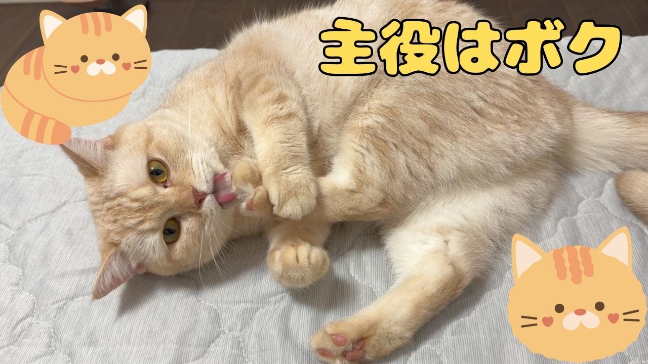 ♯251 主役はボク♪ショウガのまったりな一日