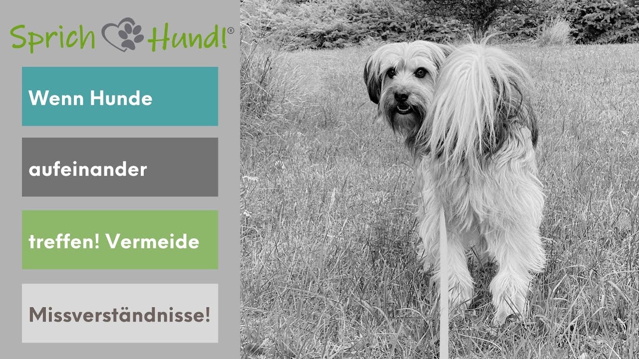 Missverständnisse unter Hunden - und wie man am geschicktesten Hunde zusammenführt