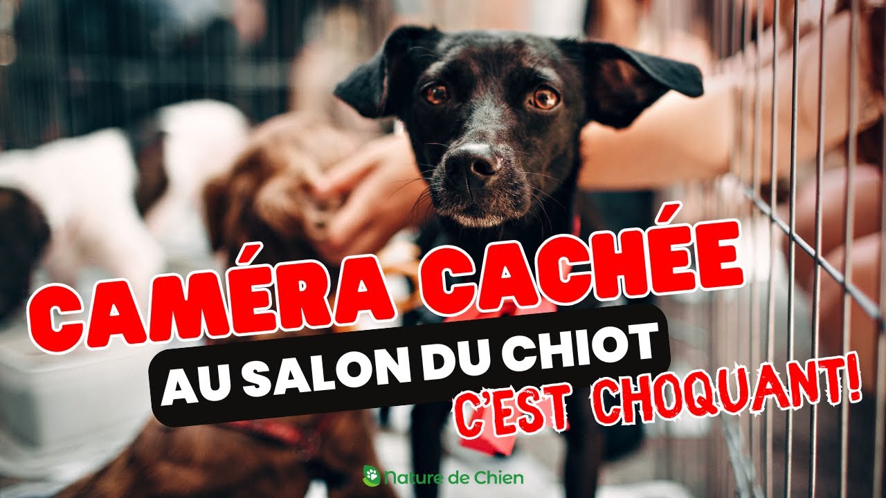 Reportage au SALON du CHIOT Toulouse du 12 janvier 2025 | Nature de Chien