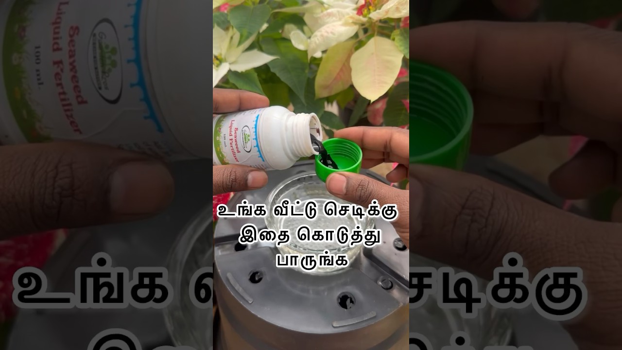 உங்க வீட்டு செடிக்கு இதை கொடுத்து பாருங்க / 
