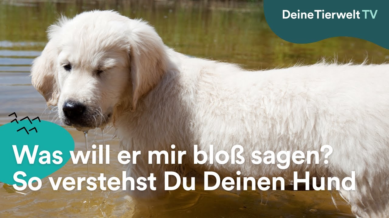 Was will er mir blo&szlig; sagen? So verstehst Du Deinen Hund