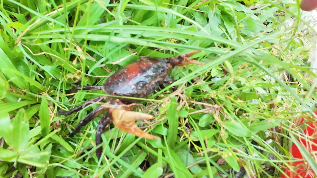 Catching Crabs in Deep Mud — The Biggest One Surprised Me!