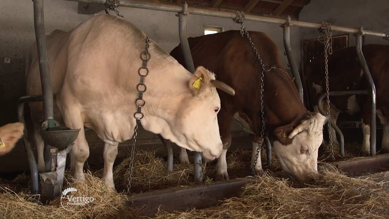 Farma krava i proizvodnja mleka u selu Jajcic - U nasem ataru 643