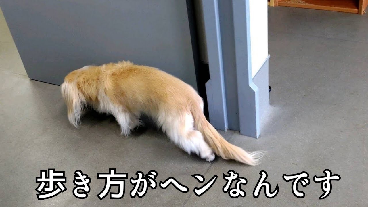 【ダックス ヘルニア】歩き方に違和感を感じたので病院に行って来ました【カニンヘンダックスのんの】