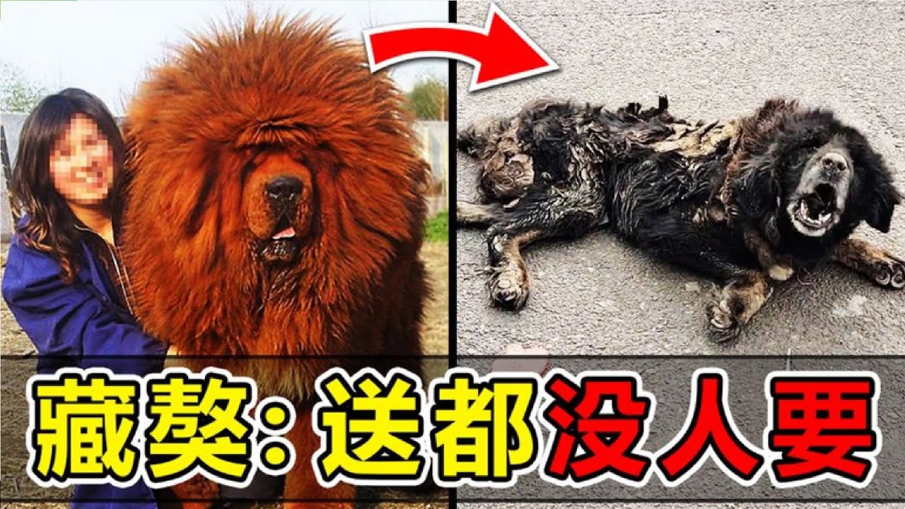 曾經被封為神犬的藏獒，為何如今氾濫成災淪為流浪狗，白送都不要