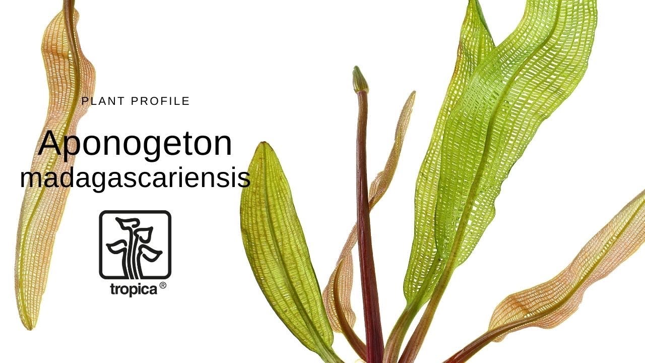 Aponogeton madagascariensis - Мадагаскарское кружевное растение.