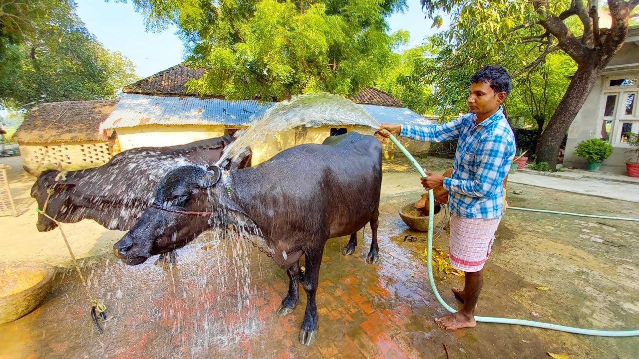 Bhains Ko Kaise Nahlaye | Bhais ko pipe se kaise nahlaye |