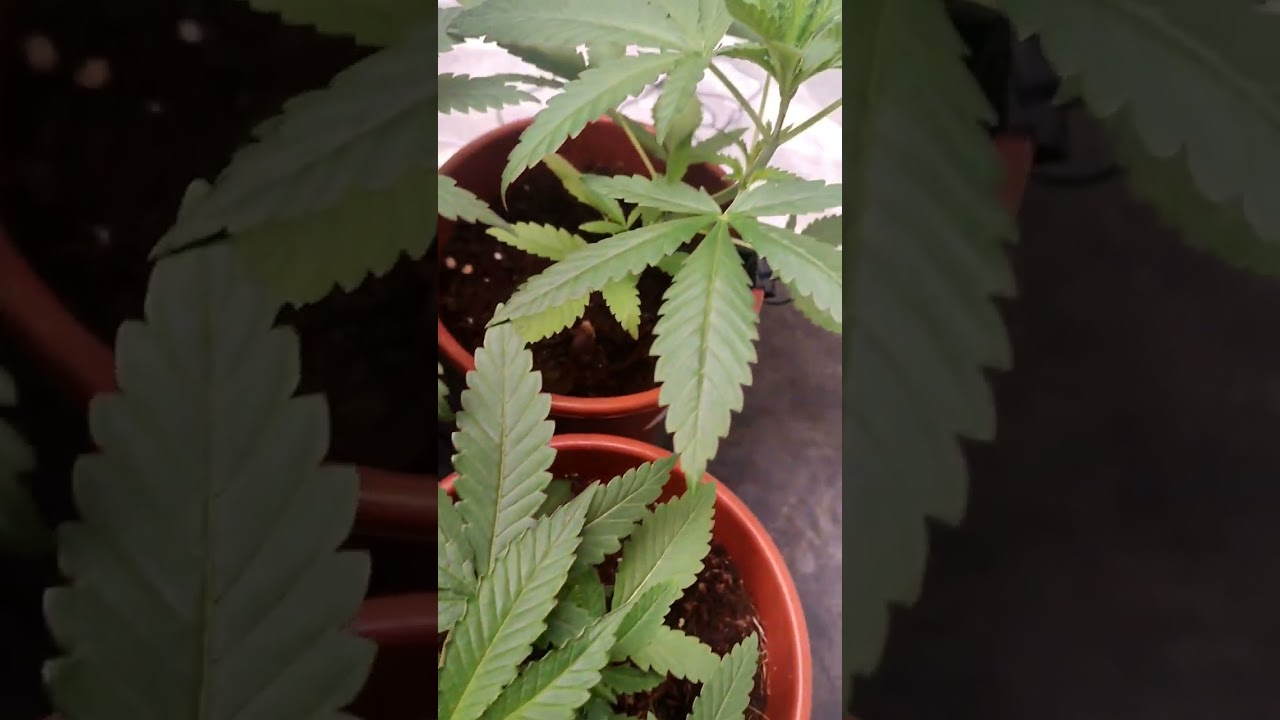 21 d&iacute;as 🌱 Seguimiento completo de Critical Widow!! 🔥🔥🔥
