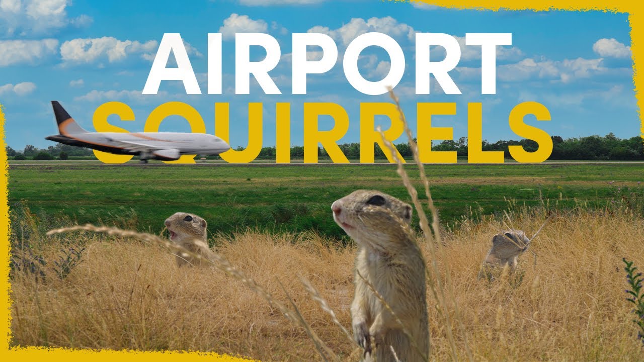 We&rsquo;ve released 803 squirrels at an airport - here&rsquo;s why
