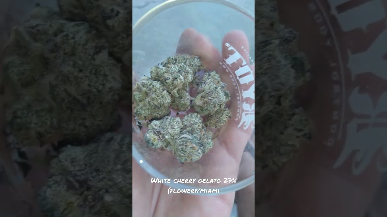 white cherry gelato 27% (flowery/miami)