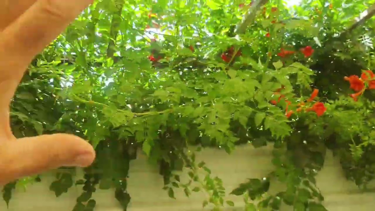 من اجمل المتسلقات هو متسلق المرجان او التيكوماريا⚘️ جنتي حديقتي⚘️