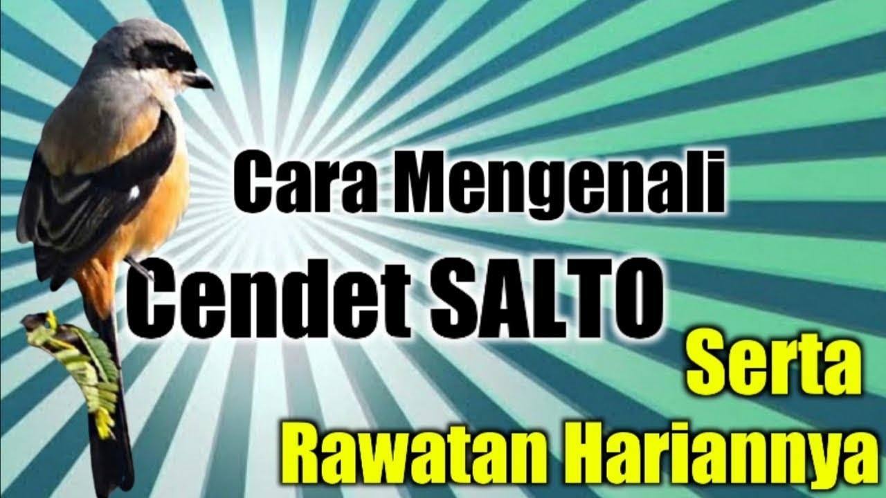 MENGENALI CENDET SALTO DAN CARA RAWATANNYA