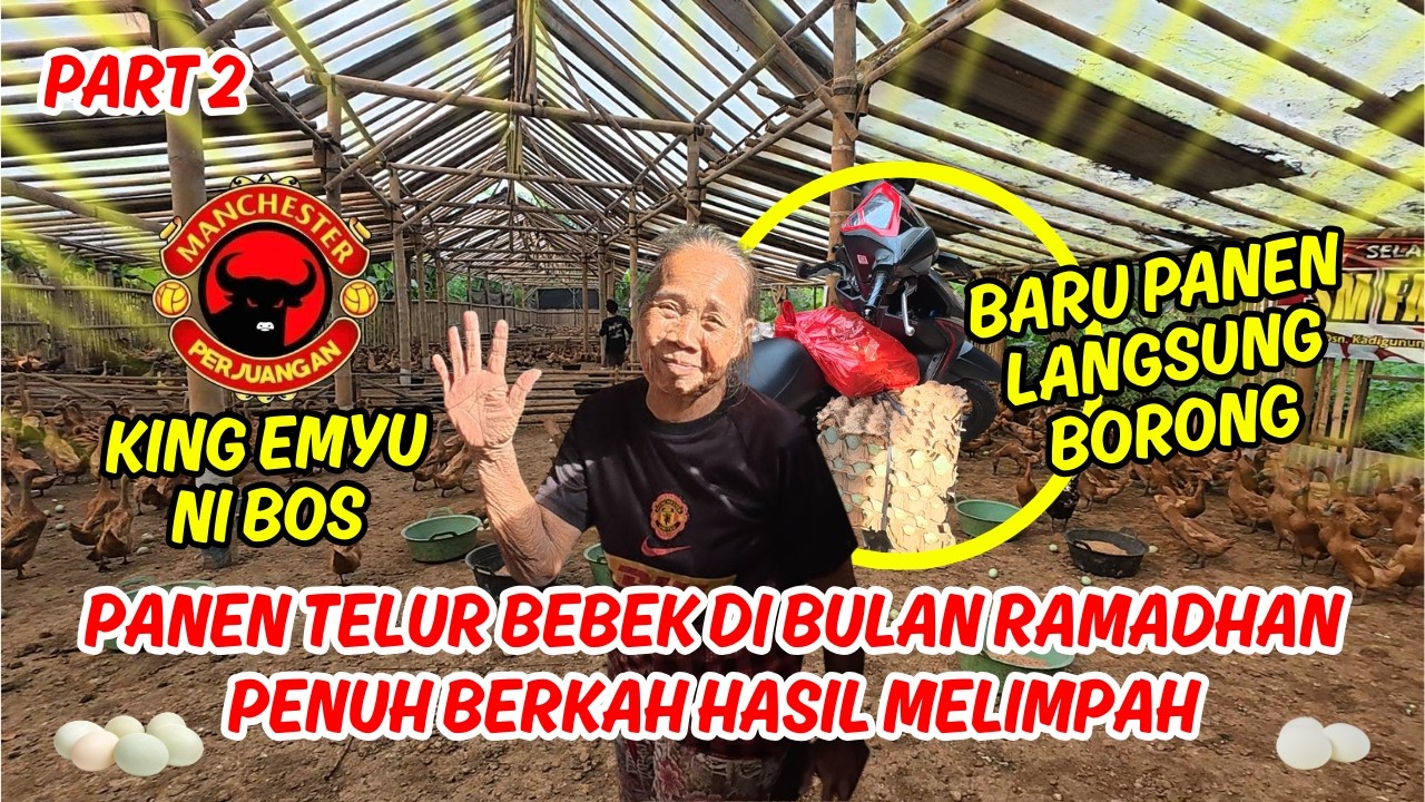 #2 PANEN TELUR BEBEK DI BULAN RAMADHAN PENUH BERKAH HASIL MELIMPAH. ADA KING MU. BARU PANEN, BORONG!