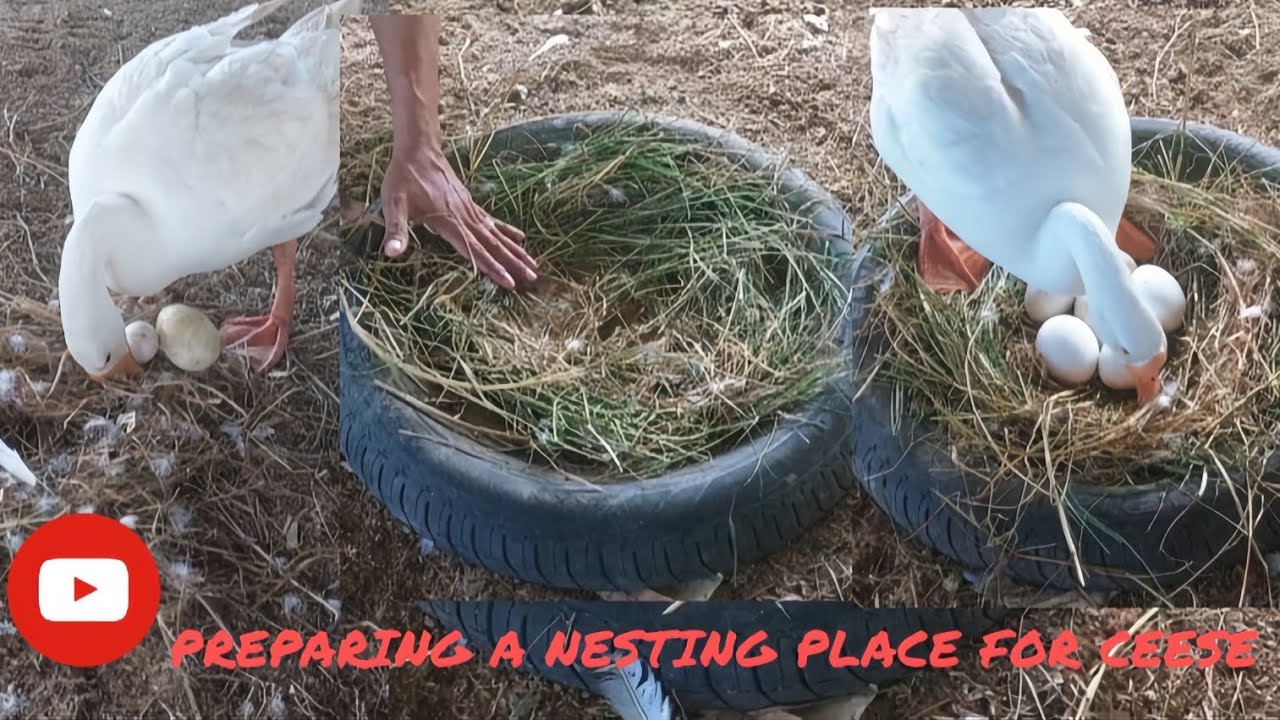 Goose Life Moments: Nest Preparation and Egg Laying
