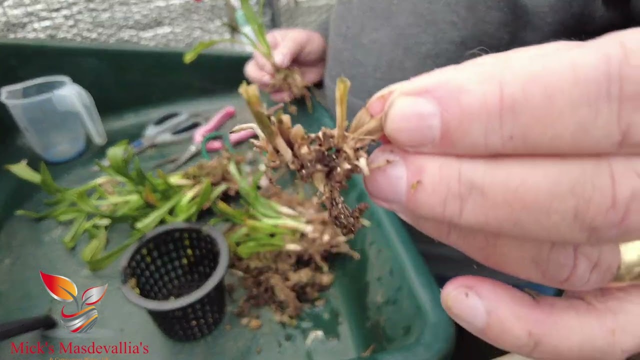 More Dracula orchids and Greenhouse update! (125)