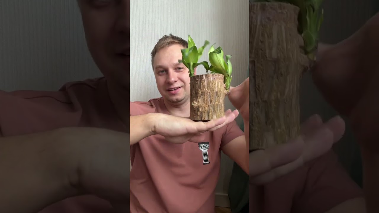 Распаковка🥳#комнатныецветы #комнатныерастения #plants #растения #цветы