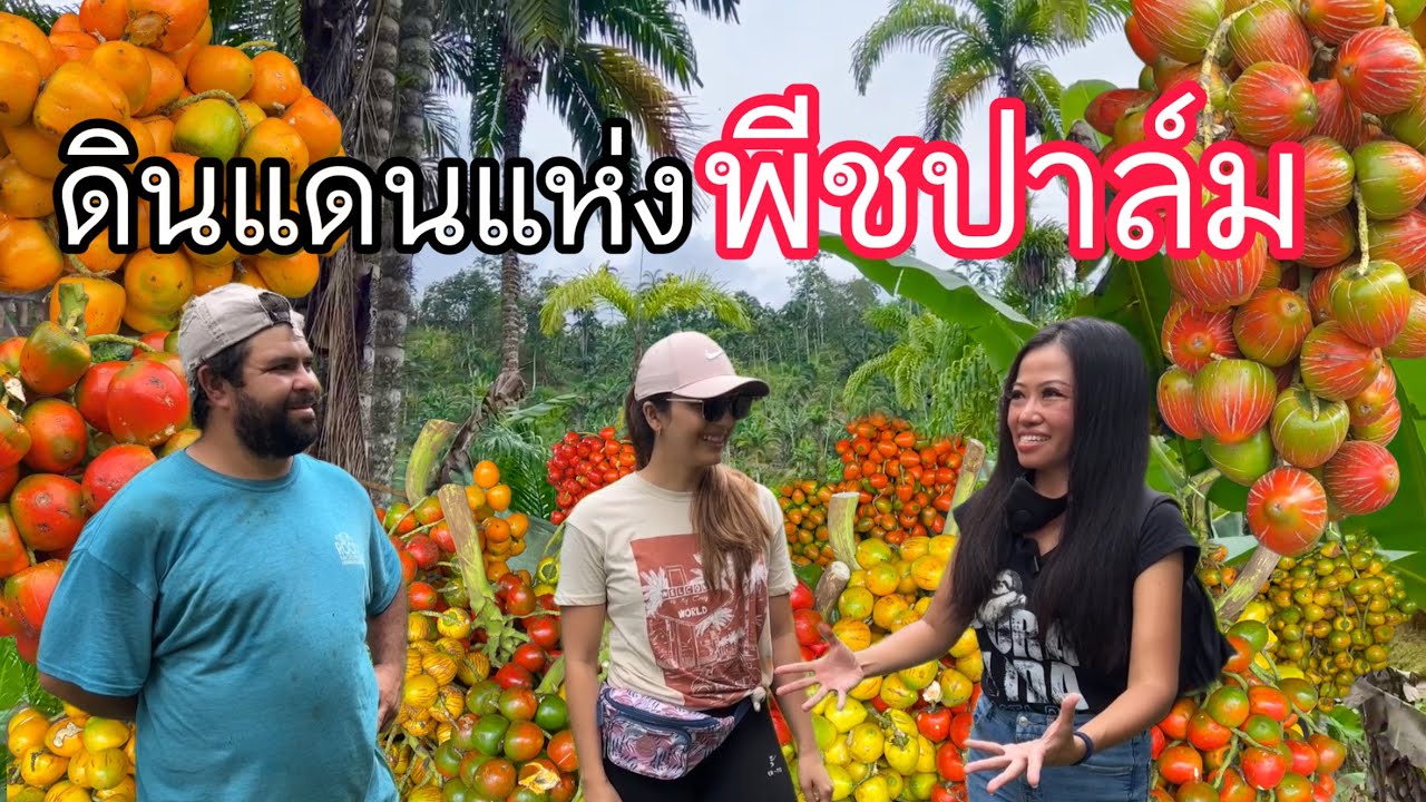 ตะลุยเมือง Tucurrique ดินแดนแห่งพีชปาล์มที่ประเทศคอสตาริกา