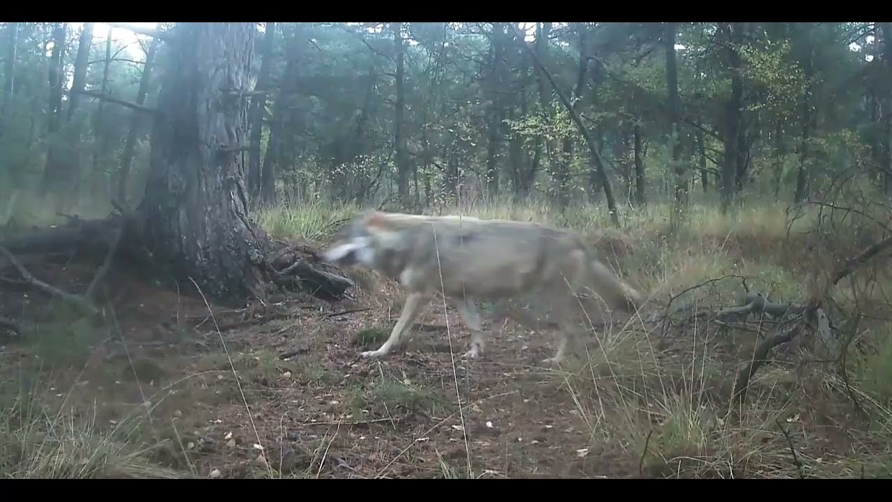 De bokken op de golf