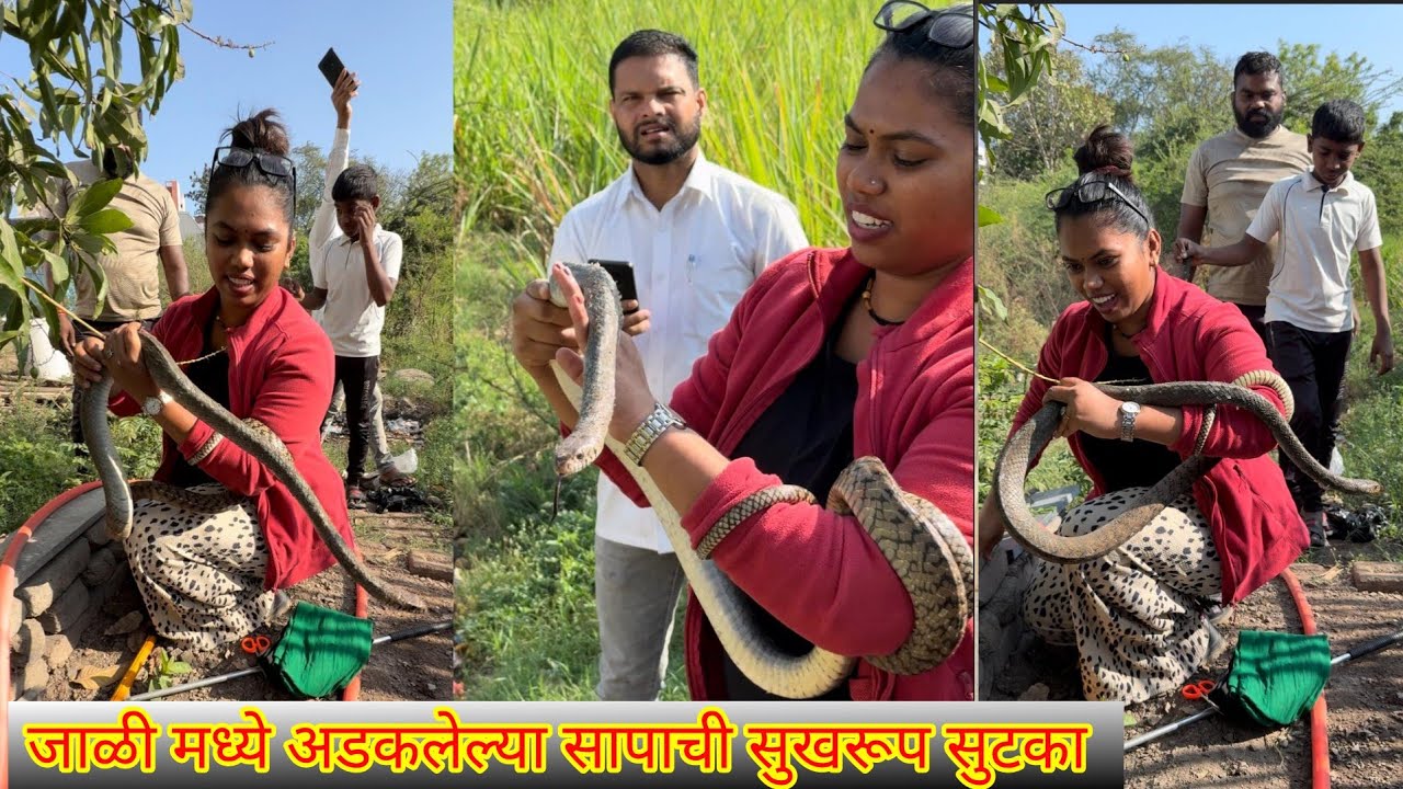 🐍अंदाजे रात्रीपासून जाळी मध्ये अडकून पडलेला साप पहा😱 indian Rat Snake Rescue Operation 😳🐍