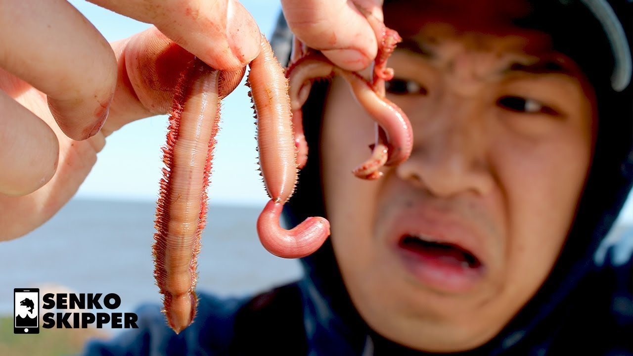 Blood Worms: AMAZING Fishing Bait for Beach Fishing