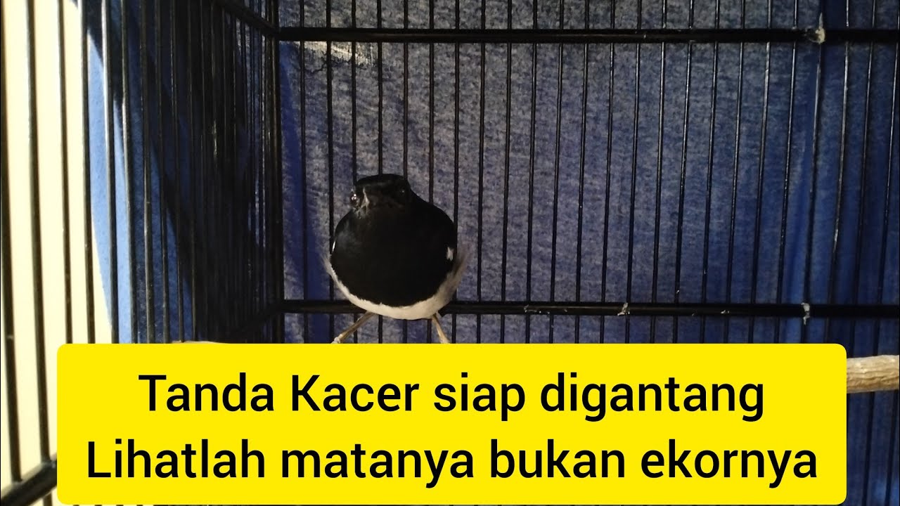 melihat Kacer siap gantang