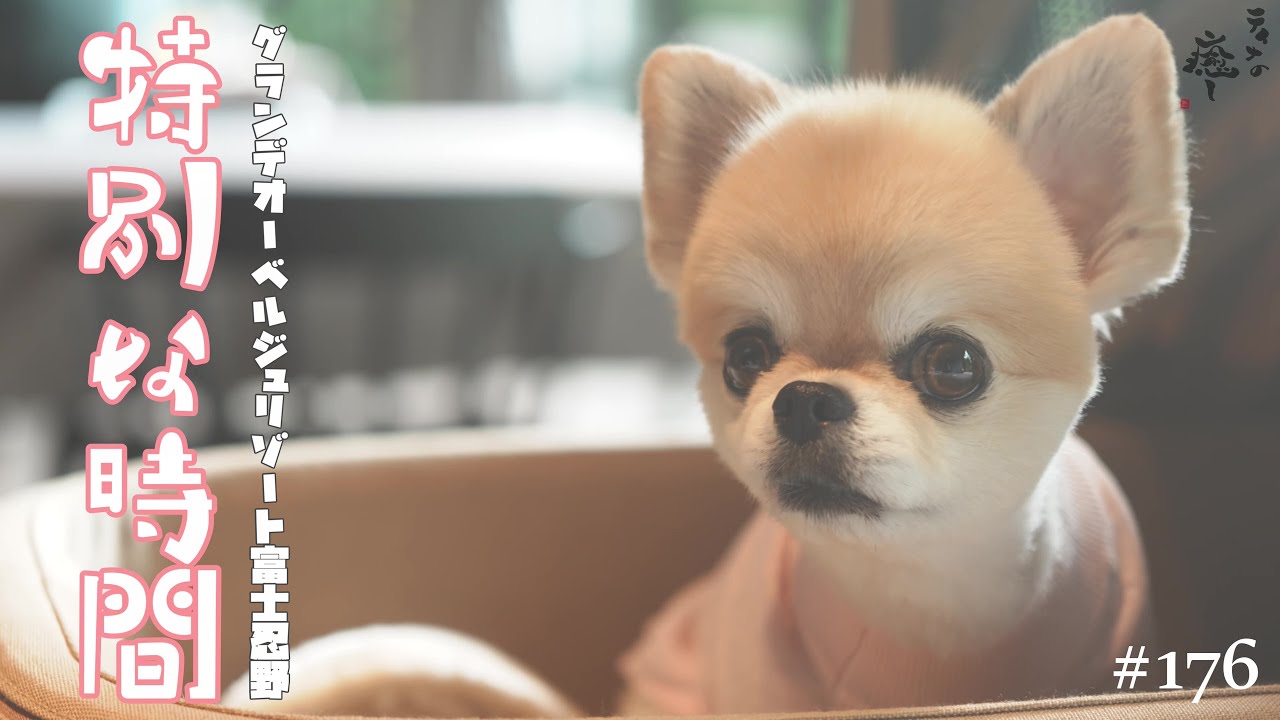 【犬宿】最高でした!!グランデオーベルジュリゾート富士忍野さんッ!!お世話になりましたッ!!【後編】