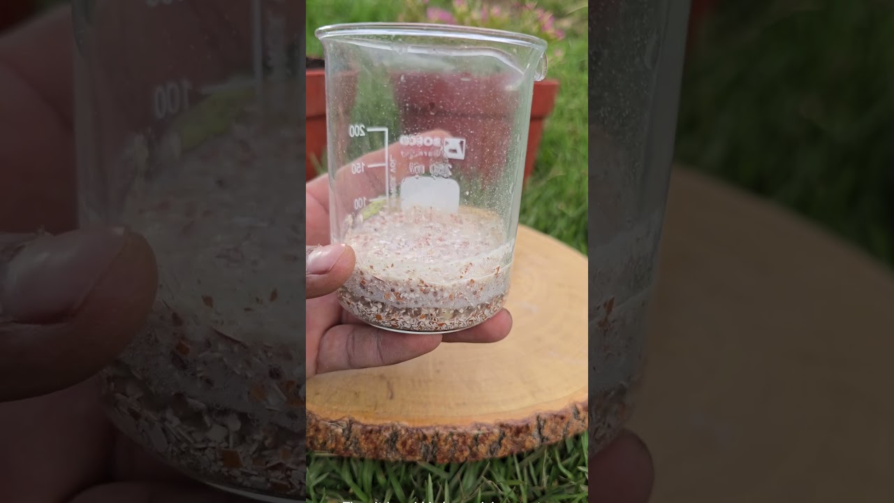 Eggshell + Lemon = Natural Fertilizer Your Plants Will Love! #garden #farming