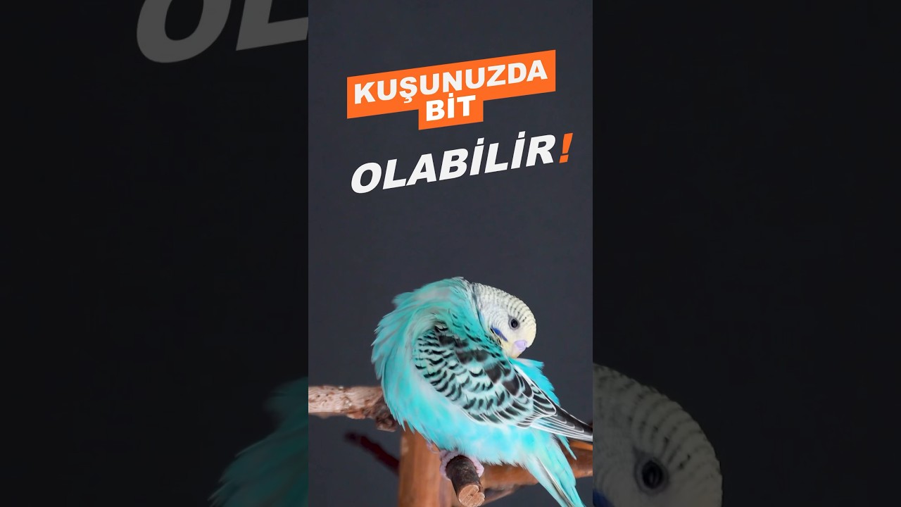 Bu y&ouml;ntem ile kuşunuzda bit olduğunu &ouml;ğrenin