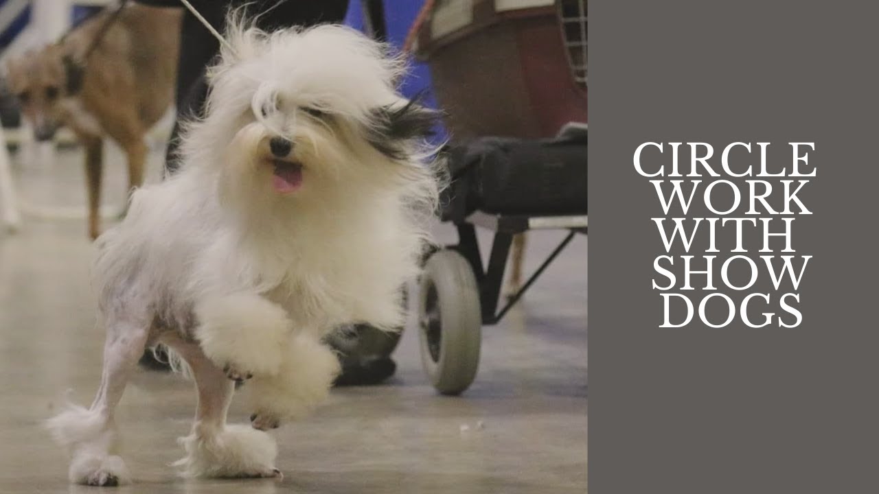 Training Show Dogs to Gait in the Ring