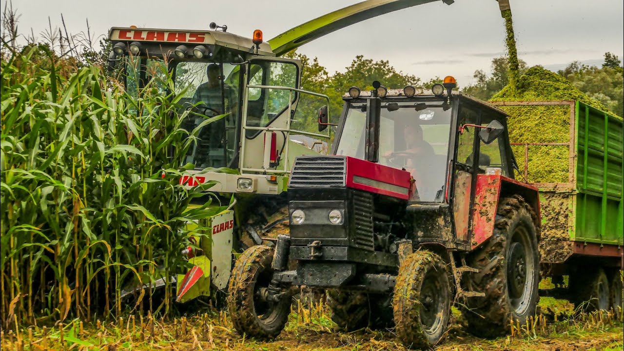 Kiszonka Kukurydza Na Kiszonkę Claas Jaguar 800 Zetor 8011 Ursus 385