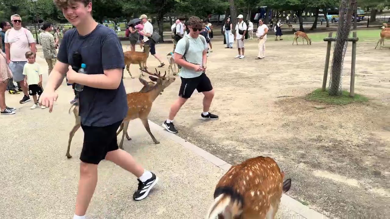 Japan-06-25-Day 12: Nara Deer