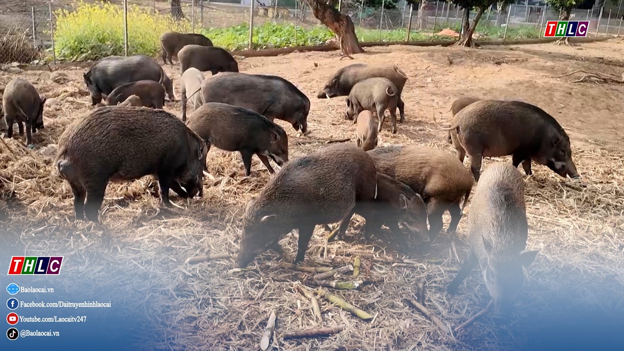 Làm giàu từ nuôi lợn | THLC