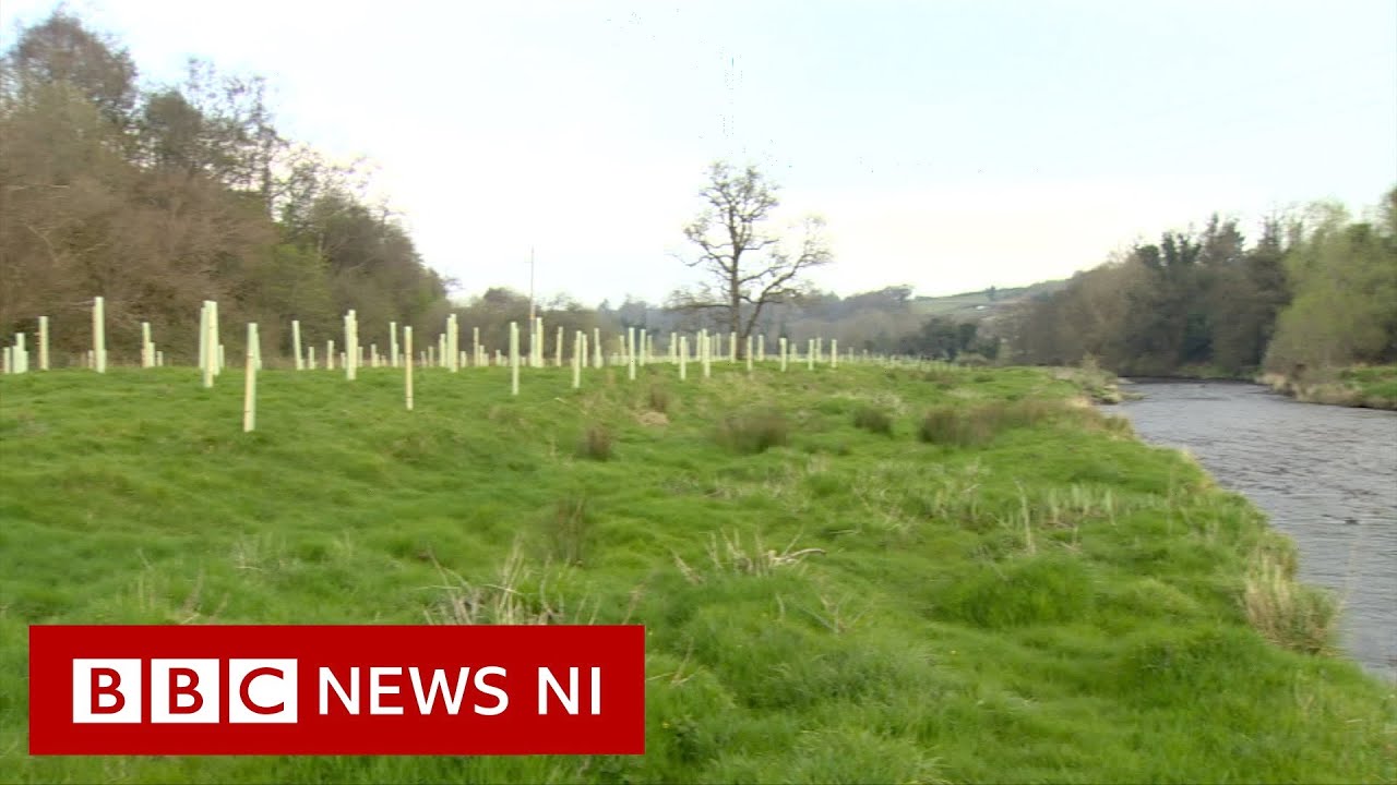 Northern Ireland needs ambition to restore forests