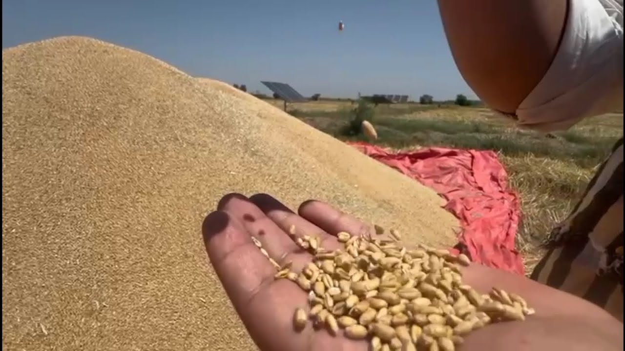 Bumper wheat crop results using mealworm frass fertilizer in Pakistan