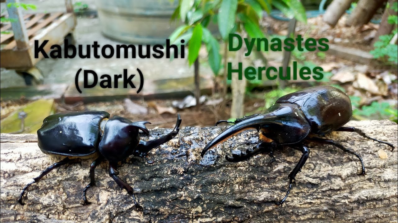 Special Episode. Dark Kabutomushi vs Dynastes Hercules Rhinocerosbeetle battle Pok&eacute;mon Digimon fight