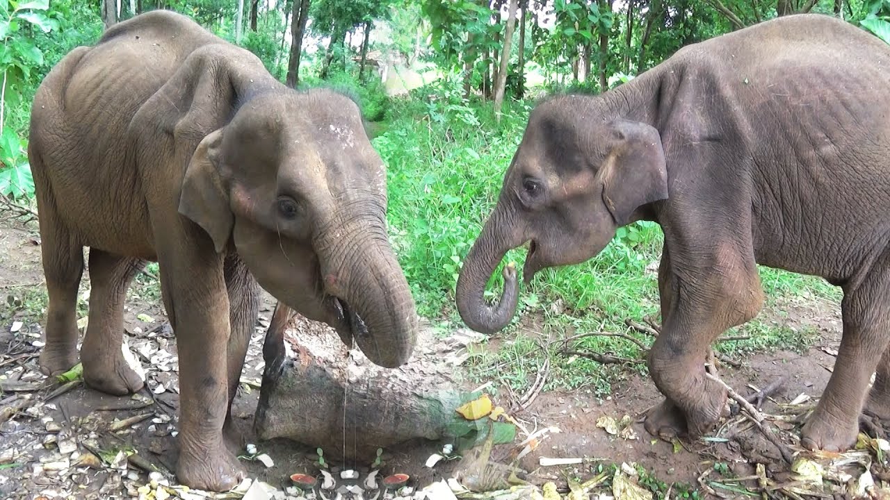Gunshot Wounds and Mouth Injuries Leave Baby Elephant Unable to Eat Until This Moment