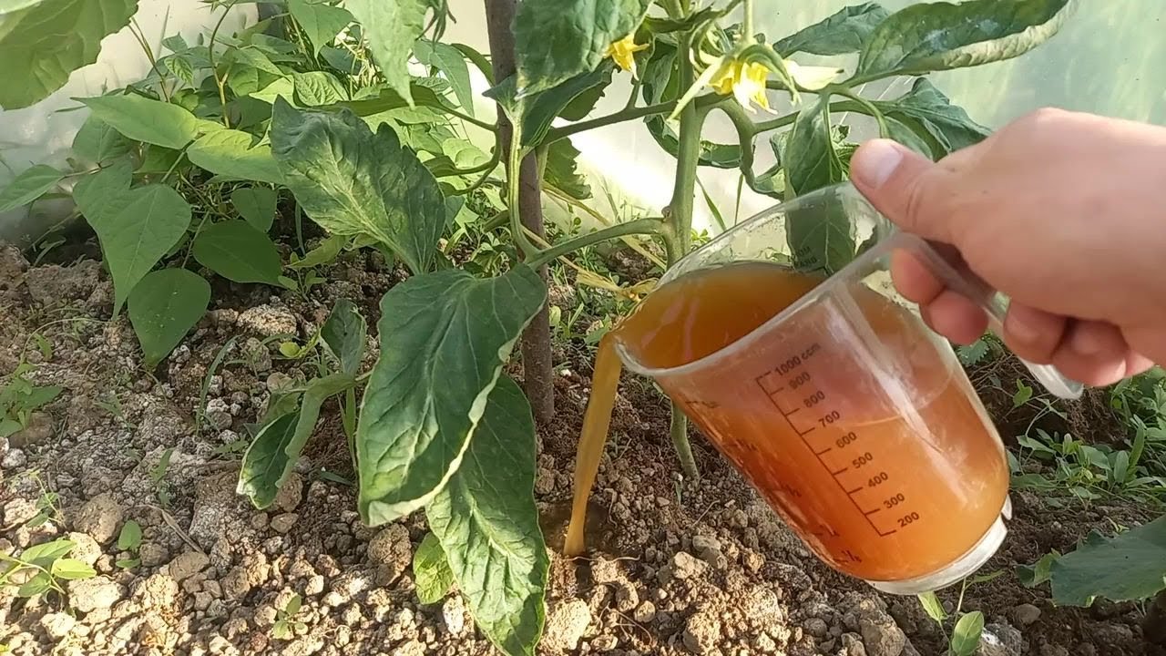 Я ПОЛИВАЛ ЭТИМ СВОИ ОВОЩИ — РЕЗУЛЬТАТ ШОКИРОВАЛ МОИХ СОСЕДЕЙ!