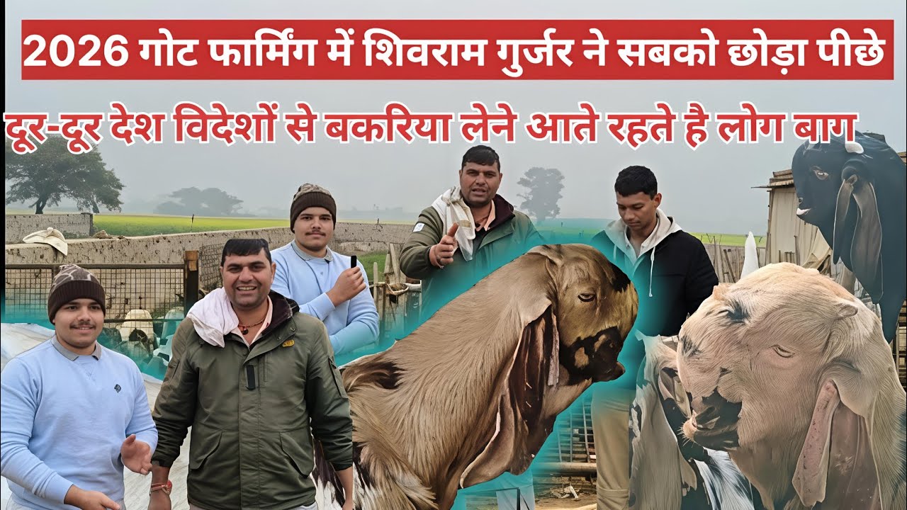 2026 गोट फार्मिंग 🐐में शिवराम गुर्जर ने सबको छोड़ा पीछे दूर.दूर देश विदेश से आते रहते हैं लोग बाग 💯👍
