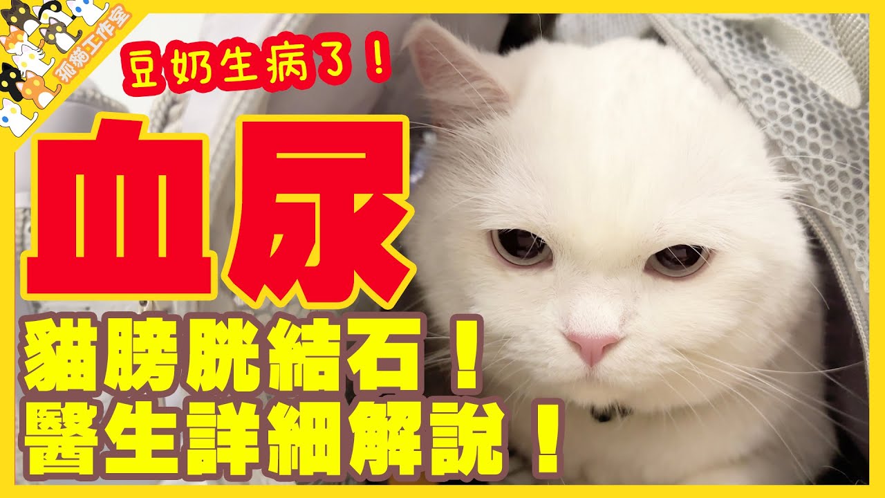 【孤貓工作室】貓小便血尿！豆奶生病了！貓膀胱結石！下尿道問題！醫生詳細解說！
