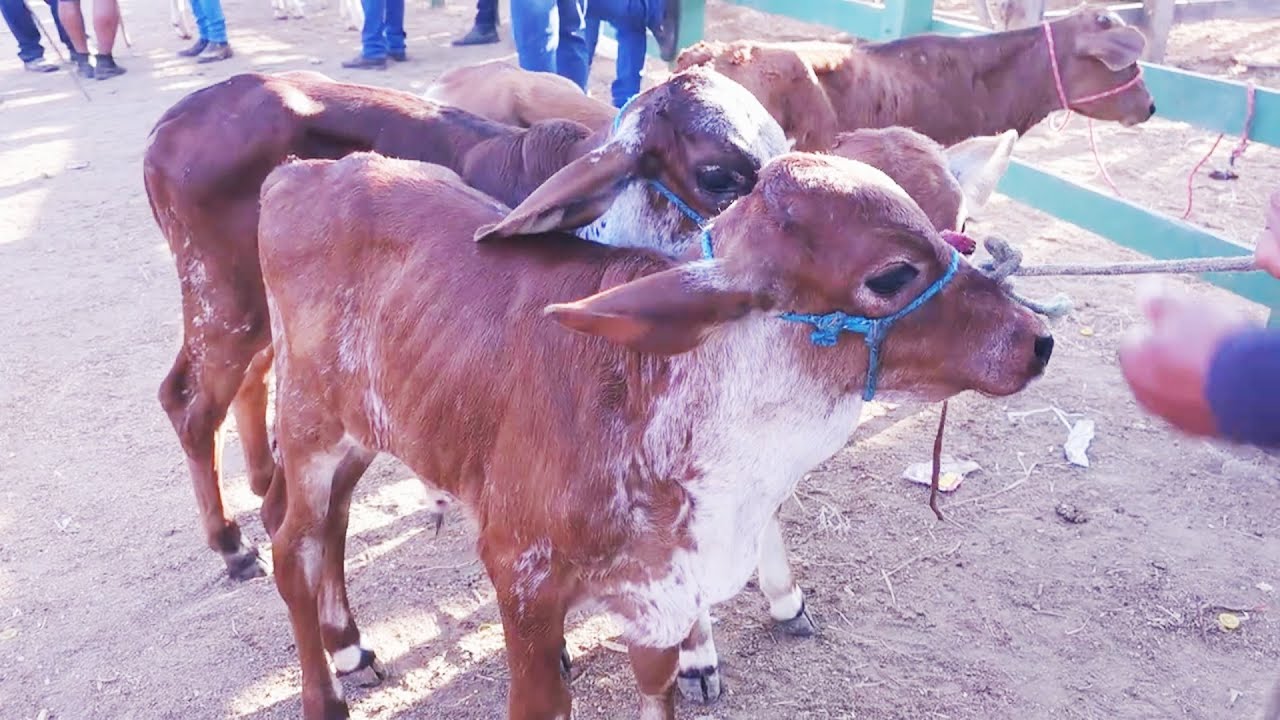 FEIRA DO GADO EM VENTUROSA-PE  17-02-2026 #nordeste