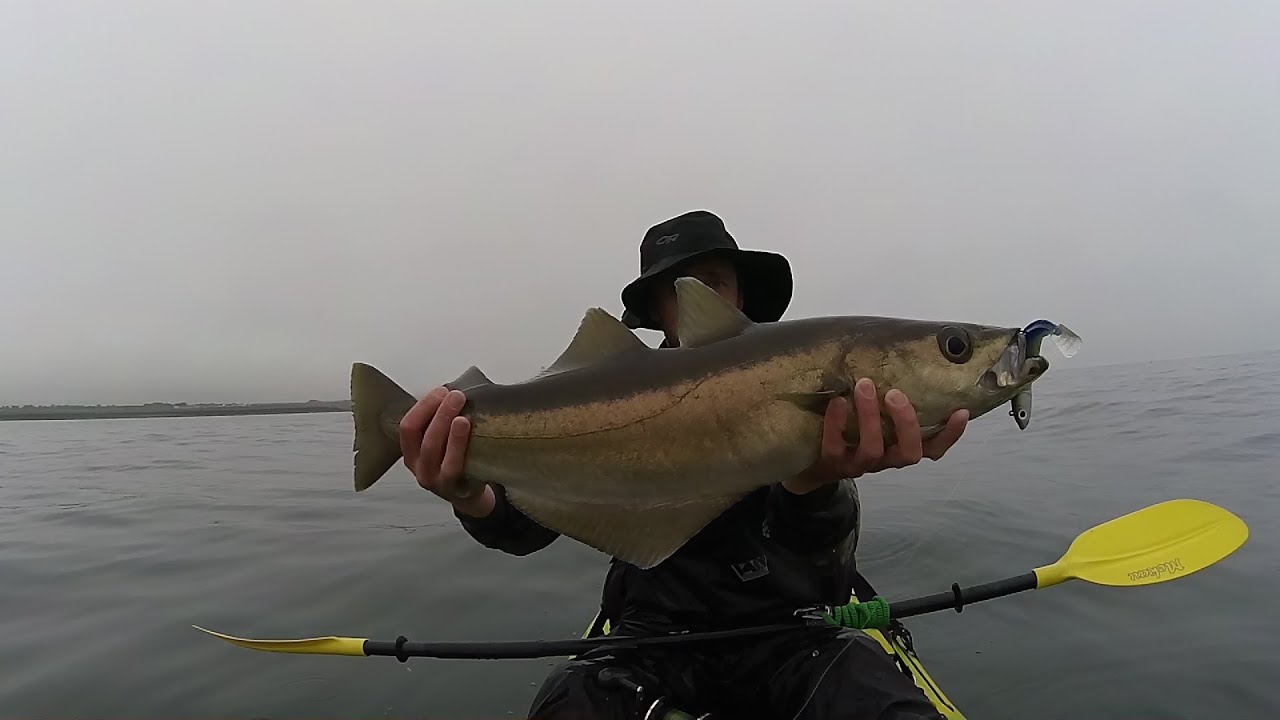 Kayak Fishing- Big Pollack