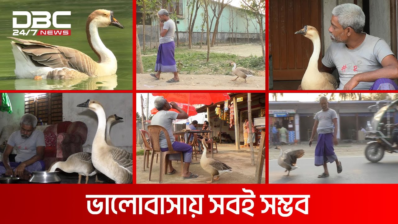 রাজহাঁস কথা শোনে রব্বানীর | DBC News Special