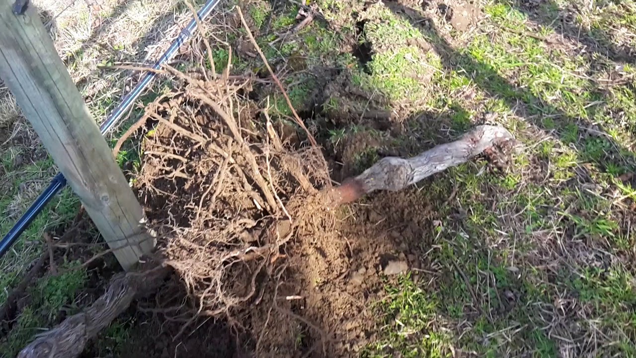 Vineyard Removal