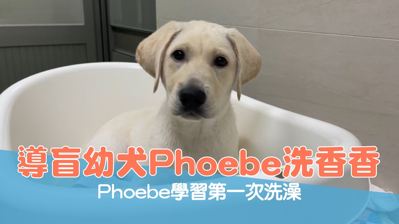 【P胎寶寶成長日記 Ep.11】導盲幼犬Phoebe洗香香 Phoebe學習第一次洗澡