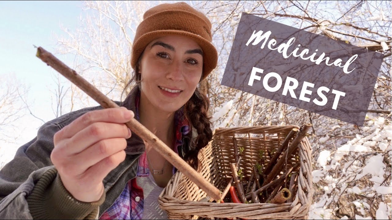 A single tree can grow an ENTIRE MEDICINAL FOREST {Propagating Elderberry}