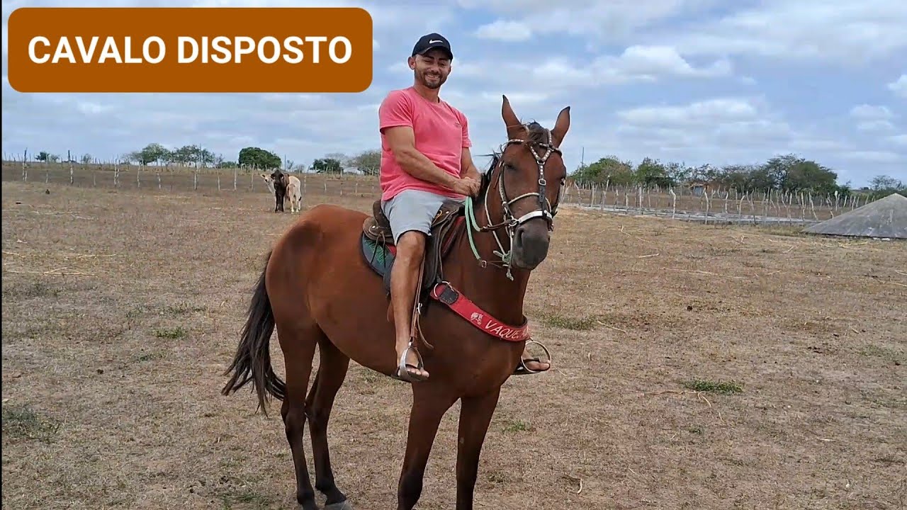 CAVALO BAIXEIRO PRA VENDER. fui no sítio do meu amigo  Adailton
