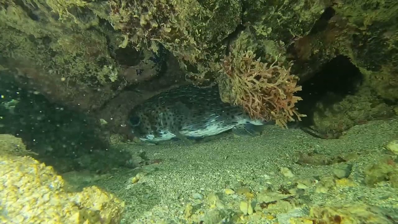 My GoPro Video